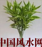 十二生肖养什么植物最旺财运？你知道吗！